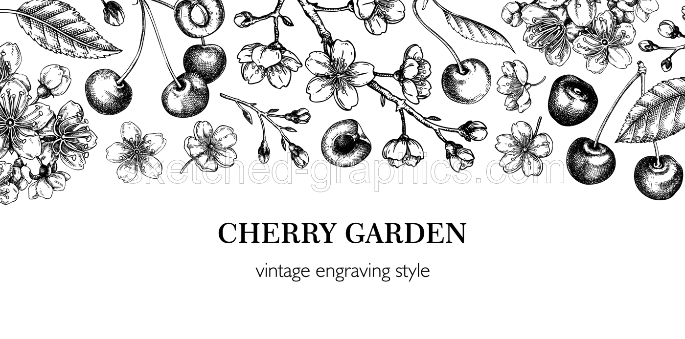 Spring banner, engraved style. Floral banner design. Cherry blossom, sakura flowers, berry fruit hand drawn vector illustration. NOT AI generated Illustration